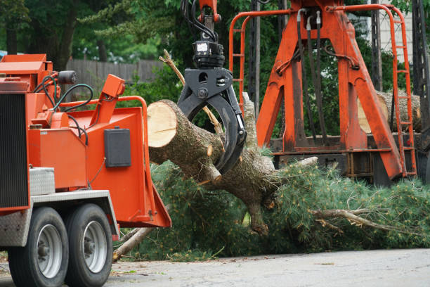 Trusted Brogden, NC  Tree Services Experts